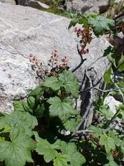 Ribes laxiflorum, photograph (c) Hank Raizen, some rights reserved (CC BY)