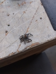 Phidippus audax