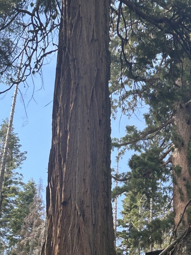 iNaturalist observation photo of White-headed Woodpecker