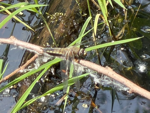 Four-spotted Skimmer