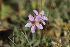 Erodium cicutarium