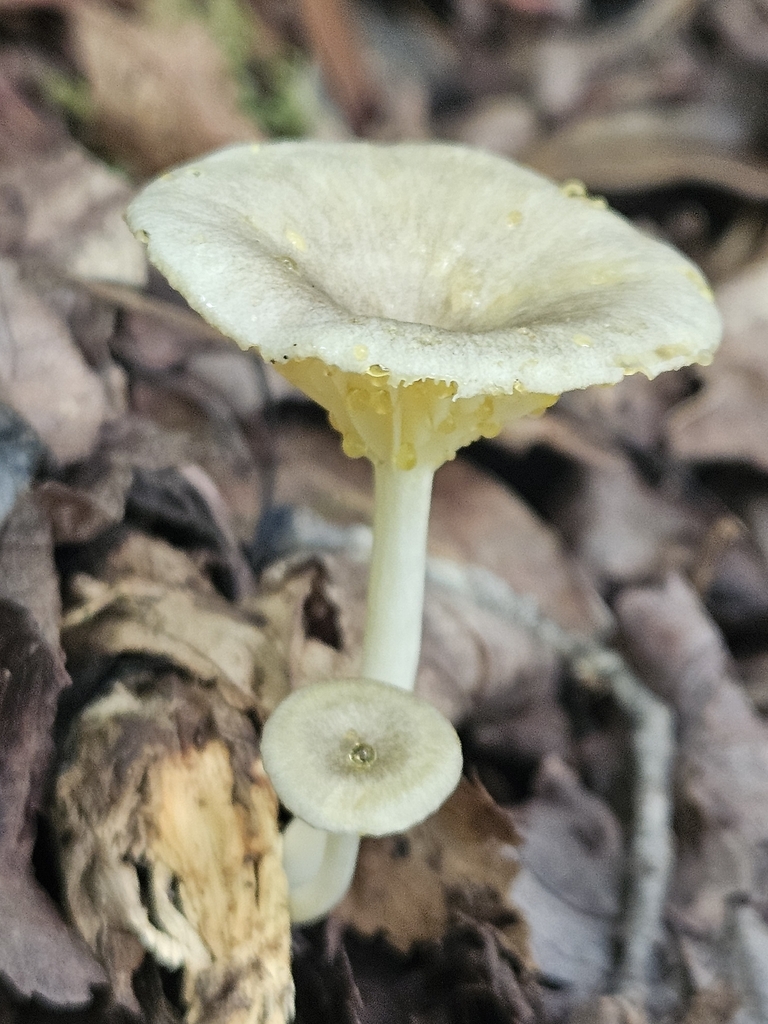 golden-gilled gerronema · July 2026 · photo: Photo: (c) willingarden, some rights reserved (CC BY) · iNaturalist