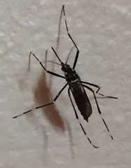Aedes simpsoni