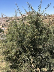 Rhamnus lycioides, photograph (c) Hannah Rogers, some rights reserved (CC BY)