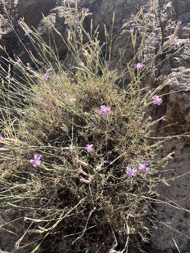 Dianthus lusitanus, photograph 4