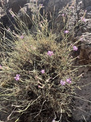 Dianthus lusitanus, photograph (c) Hannah Rogers, some rights reserved (CC BY)