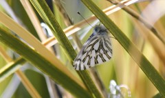 Pontia sisymbrii