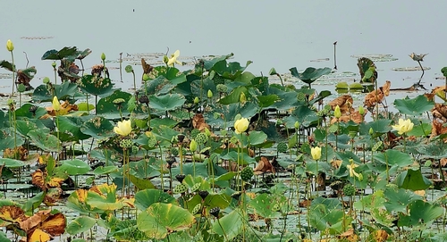 American lotus