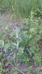 Anchusa leptophylla