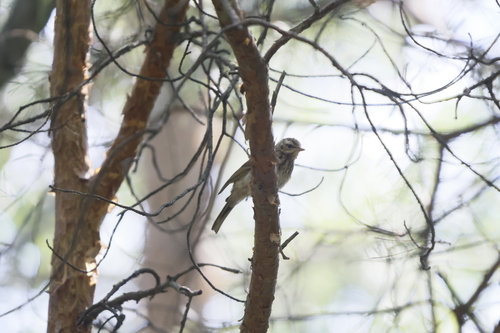 Pipit à dos olive, jeune