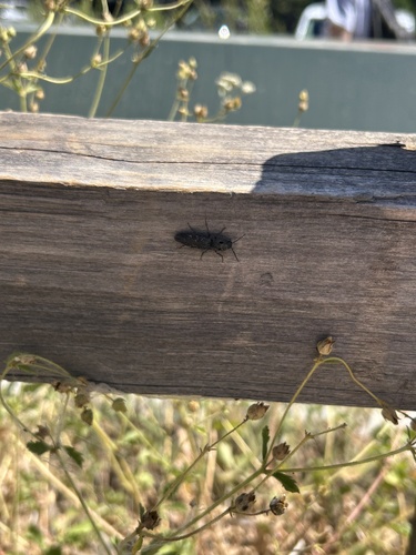 iNaturalist observation photo of Western Eyed Click Beetle