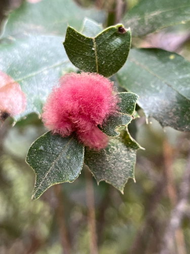 iNaturalist observation photo of Oak Gall Wasps
