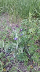 Anchusa leptophylla