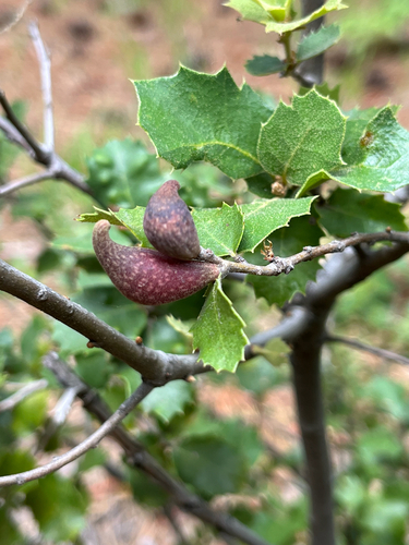 iNaturalist observation photo of Beaked Spindle Gall Wasp
