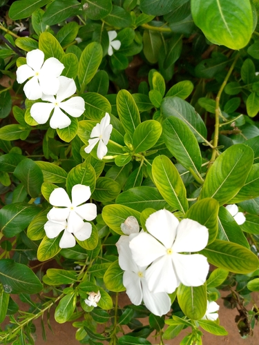 Madagascar Periwinkle