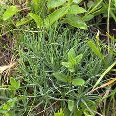 Cherleria circassica