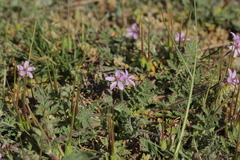 Erodium cicutarium
