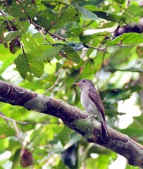 Ashy-Breasted Flycatcher photo 2