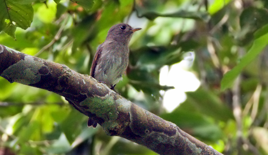Ashy-Breasted Flycatcher