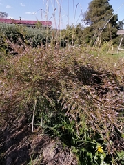 Thryptomene