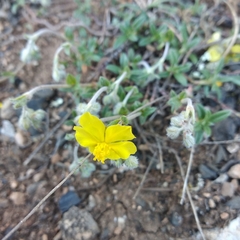 Helianthemum oelandicum orientale