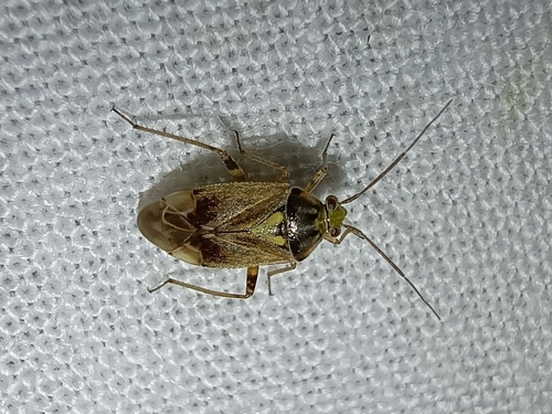 European Tarnished Plant Bug, Drenthe, NL, photo 6 of 10