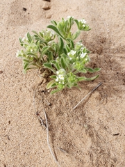 Cryptantha crassisepala crassisepala