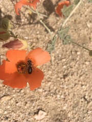 Calliopsis subalpina
