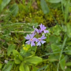 Primula algida