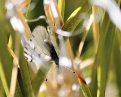 Pontia sisymbrii