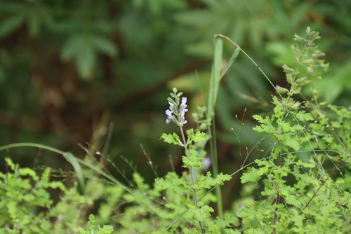 Salvia namaensis, photograph 1