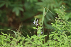 Salvia namaensis, photograph (c) Tony Rebelo, some rights reserved (CC BY-SA)