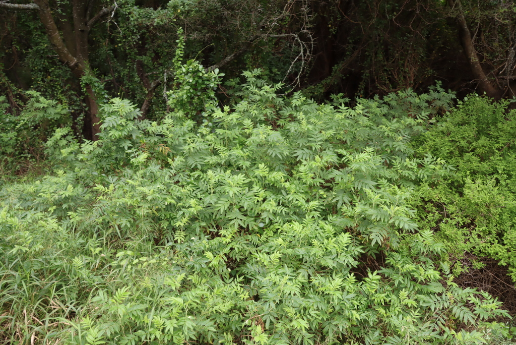 Melianthus comosus; photograph (c) Tony Rebelo, some rights reserved (CC BY-SA)
