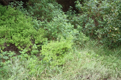 Salvia namaensis, photograph 2