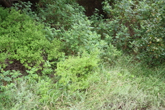 Salvia namaensis, photograph (c) Tony Rebelo, some rights reserved (CC BY-SA)