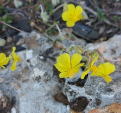 Helianthemum oelandicum orientale