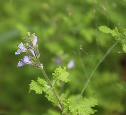 Salvia namaensis