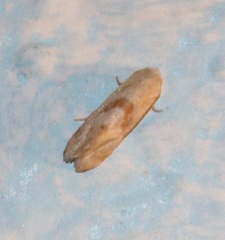 Cochylis