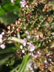 Thryptomene