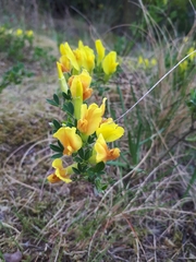 Chamaecytisus ratisbonensis