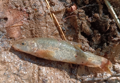 Sperchios Barbel