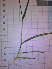 Poaceae