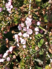 Thryptomene