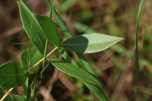 Psidium salutare observed 2026-07-04