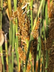 Elegia equisetacea, photograph author not stated, no rights reserved