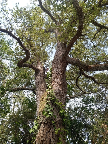 Quercia da sughero