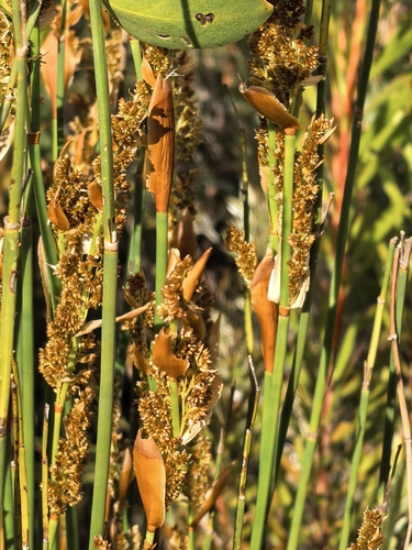 Elegia equisetacea, photograph 5