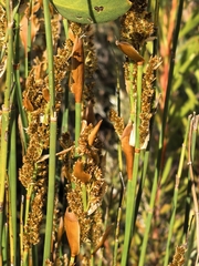 Elegia equisetacea, photograph author not stated, no rights reserved