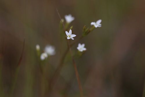 Curtia tenuifolia, 2026-07-04