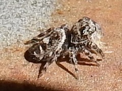 Phidippus putnami